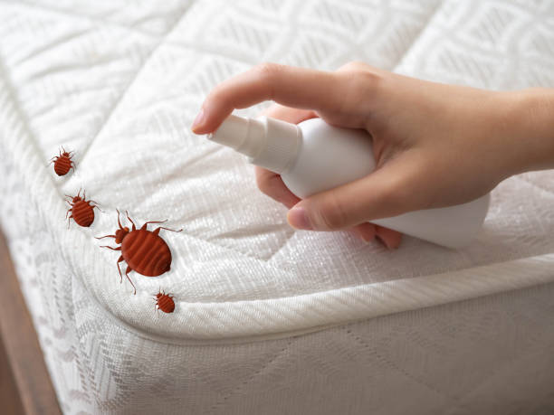 Best Affordable Pest Control Services  in Port Sulphur, LA