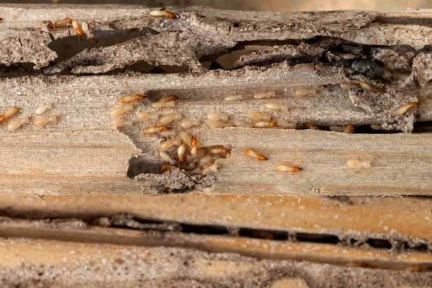 Best Mosquito Control Services  in Port Sulphur, LA
